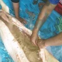 Online garage sale of Garage Sale Showcase Member Amber1983, featuring used items for sale in McHenry County IL