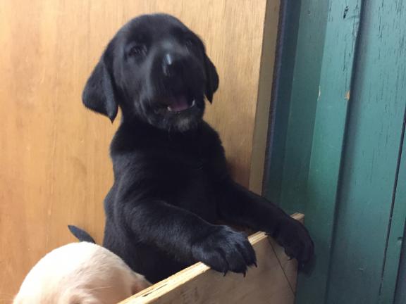 Lab puppies