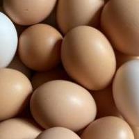 Online Garage Sale of Garage Sale Showcase Member egg lady in Buckhannon, West Virginia (Upshur County)